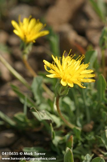 Agoseris glauca