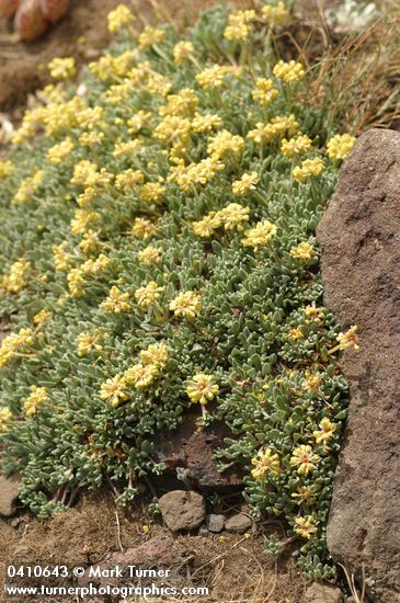 Eriogonum caespitosum