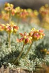 Mat Buckwheat blossoms & foliage detail