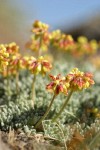 Mat Buckwheat blossoms & foliage detail