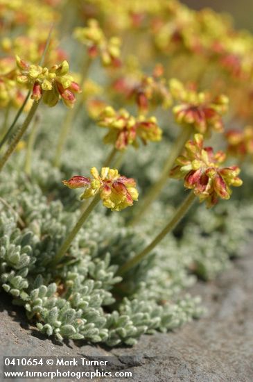 Eriogonum caespitosum