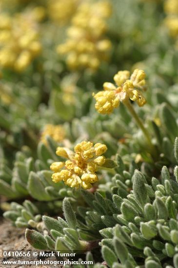 Eriogonum caespitosum