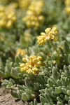 Mat Buckwheat blossoms & foliage detail