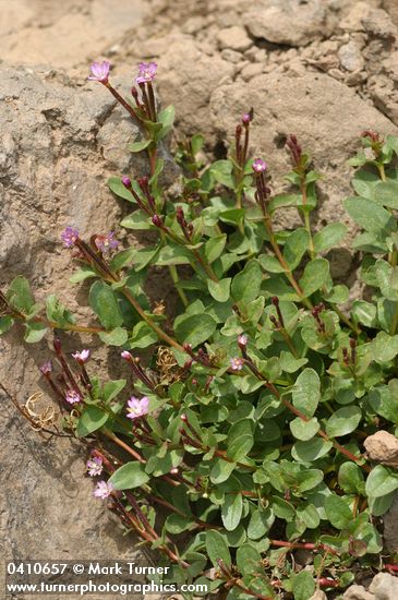 Epilobium clavatum