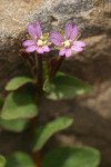 Talus Willowherb blossoms & foliage detail