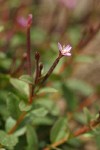 Talus Willowherb blossoms & foliage