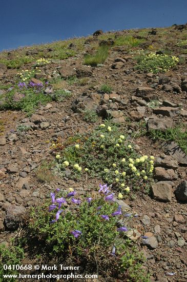 Penstemon davidsonii var. praeteritus; Eriogonum ovalifolium