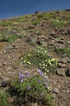 Steens Mountain Penstemon w/ Cushion Buckwheat on talus slope