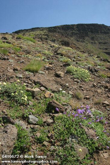 Penstemon davidsonii var. praeteritus; Eriogonum ovalifolium