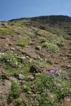 Steens Mountain Penstemon w/ Cushion Buckwheat on talus slope