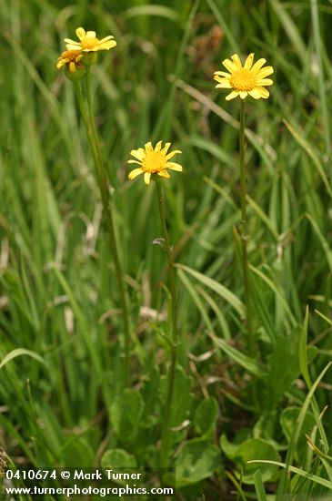 Packera cymbalarioides