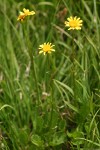 Alpine Meadow Butterweed