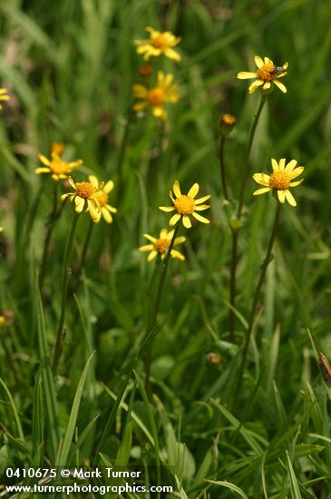 Packera cymbalarioides