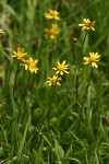 Alpine Meadow Butterweed