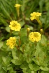 Primrose Monkey Flowers