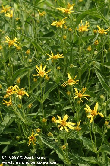 Arnica longifolia