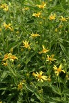 Seep-spring Arnica