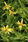 Seep-spring Arnica blossoms & foliage detail