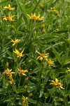 Seep-spring Arnica blossoms & foliage