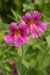 Lewis's Monkey Flower blossoms detail