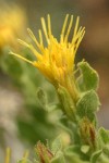 Discoid Goldenweed blossom & foliage detail