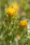 Discoid Goldenweed blossom & foliage detail
