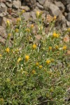 Discoid Goldenweed