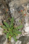 Owyhee Ivesia