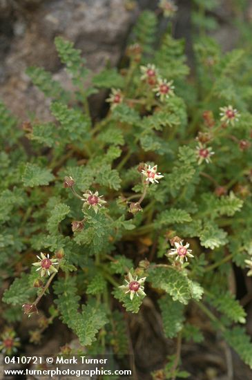 Ivesia baileyi var. beneolens