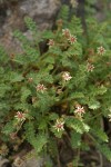 Owyhee Ivesia