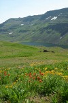 Orange Sneezeweed & Indian Paintbrush above Wildhorse Lake