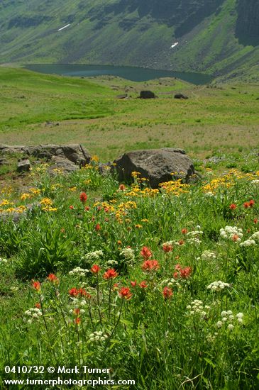 Hymenoxys hoopesii; Castilleja sp.; Ligusticum grayi