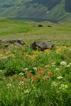 Orange Sneezeweed, Indian Paintbrush, Gray's Lovage above Wildhorse Lake