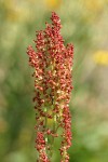 Mountain Sorrel blossoms