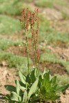 Mountain Sorrel