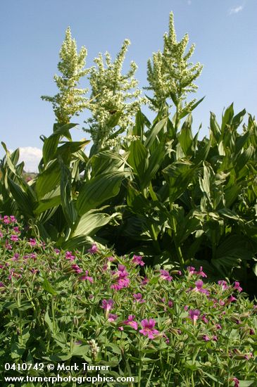 Mimulus lewisii; Veratrum californicum