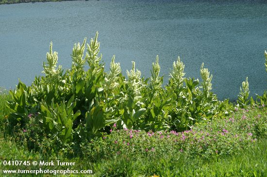 Mimulus lewisii; Veratrum californicum