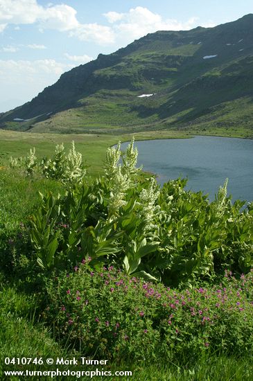 Mimulus lewisii; Veratrum californicum