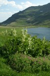 Lewis's Monkeyflower w/ California Corn Lilies above Wildhorse Lake