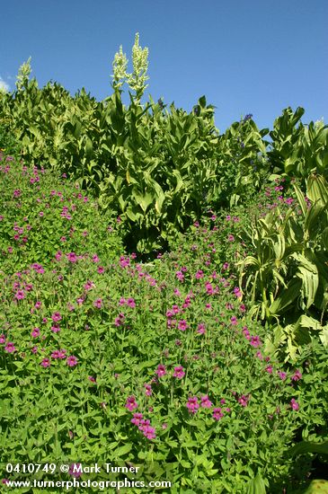 Mimulus lewisii; Veratrum californicum