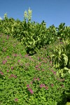 Lewis's Monkeyflower w/ California Corn Lilies