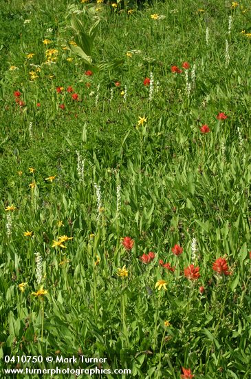 Castilleja miniata; Arnica latifolia; Platanthera dilatata var. dilatata