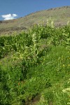 Lewis's Monkeyflower w/ California Corn Lilies in wet meadow under Steens Mtn summit