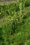 Lewis's Monkeyflower w/ California Corn Lilies in wet meadow