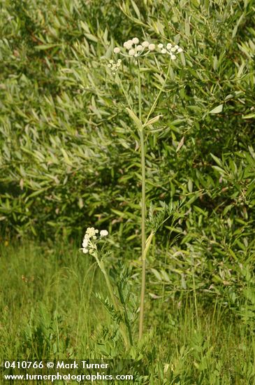 Sphenosciadium capitellatum