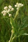 Rangers Buttons blossoms & foliage detail