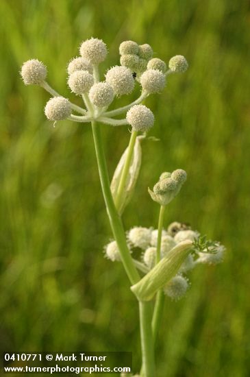 Sphenosciadium capitellatum