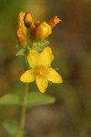 Western St. John's Wort blossom detail