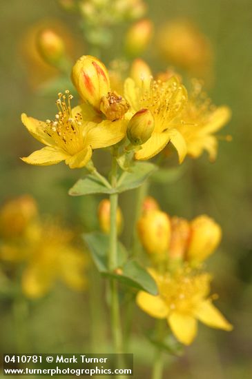 Hypericum scouleri ssp. nortoniae (H. formosum var. nortoniae)