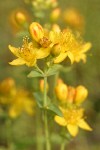 Western St. John's Wort blossoms